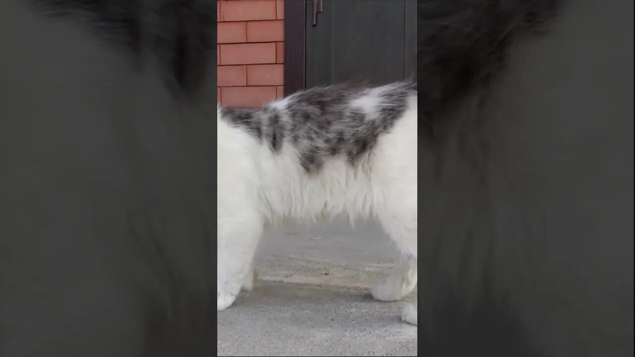 Бездомная кошка привела своих котят к людям