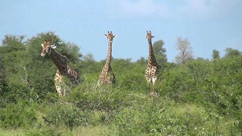 SOUTH AFRICA giraffes, Kruger national park (hd-video)-18