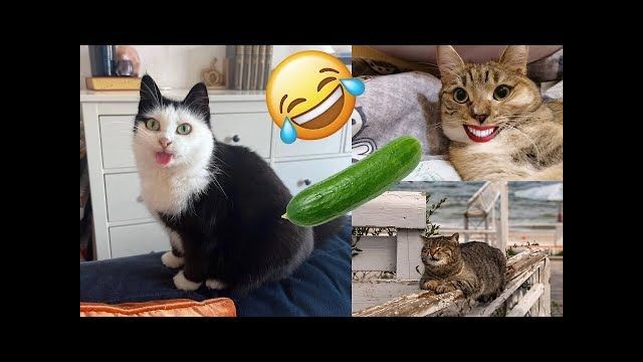 Funny animal video, funny cat video funny kittens