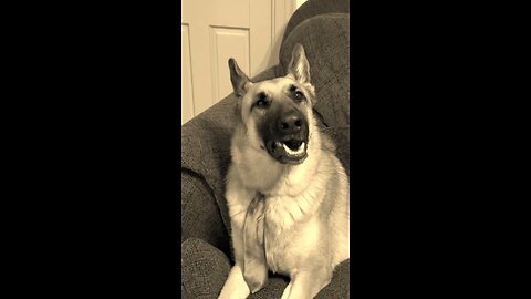 Funny German Shepherd 🤣🤣