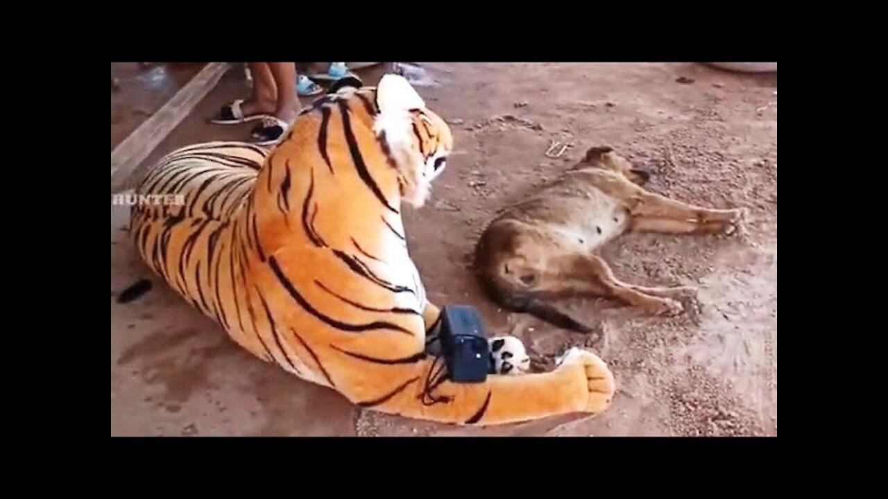 Fake Tiger vs Prank Dogs Funny Video Will Make You Lough 2021