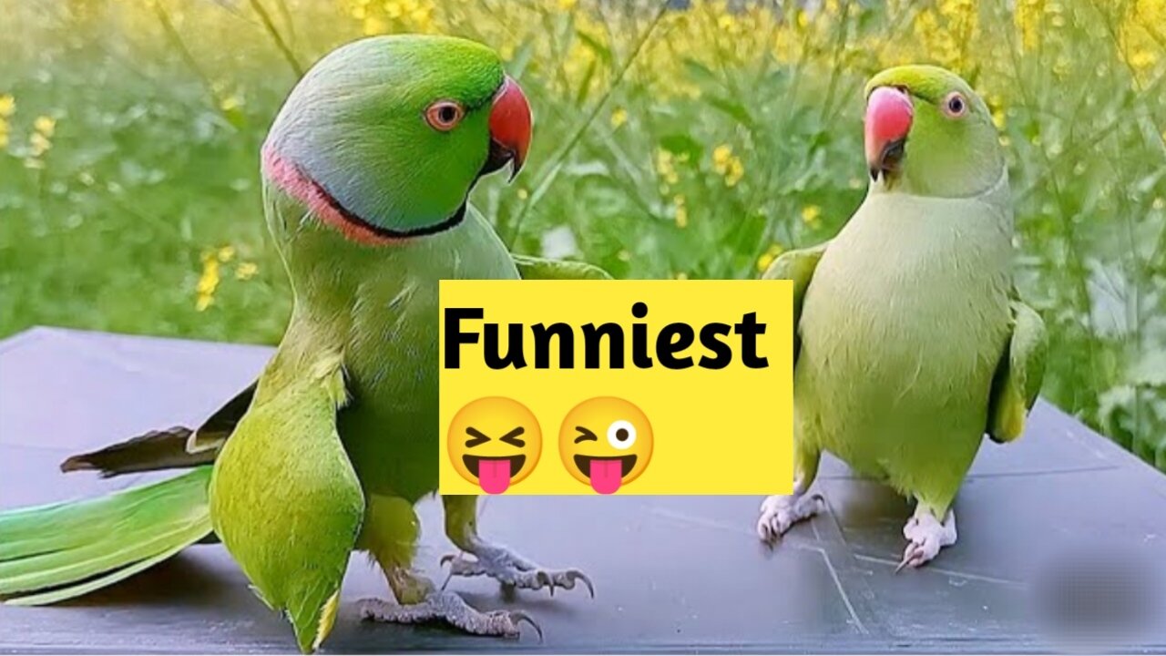 How Polly Made Us Laugh: Hilarious Parrot Antics!