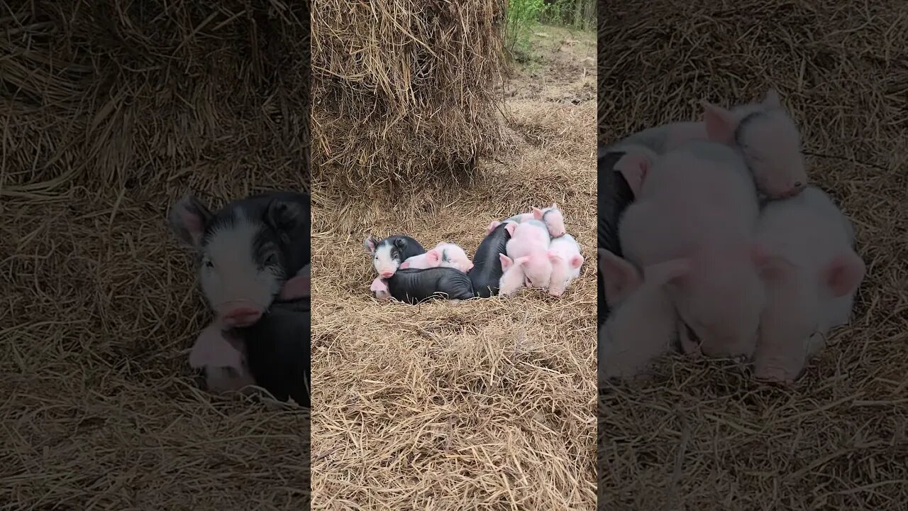 Eight Little Piggies Keeping Warm @UncleTimsFarm #kärnəvór #carnivore #shorts #hereford #pigtalk