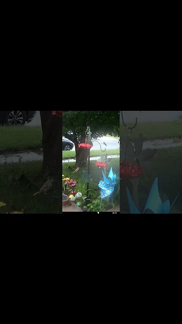 A Hummingbird In Slow Speed! 🐦#Slowspeed #Hummingbird #Birdwatching