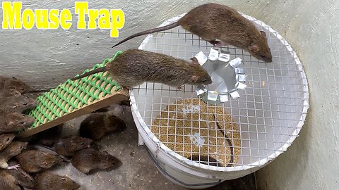 best mouse trap