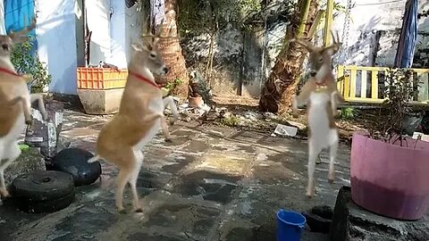 mydeer dance 😳