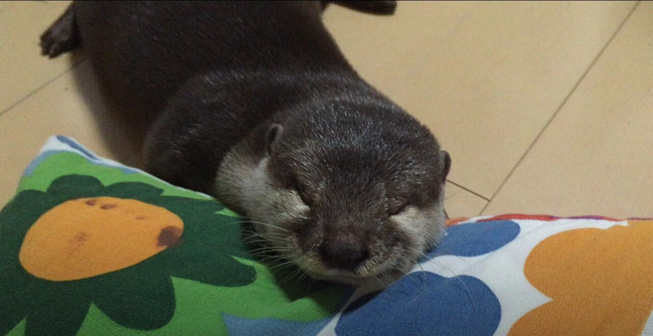 Otter Sakura having a nap in the summer