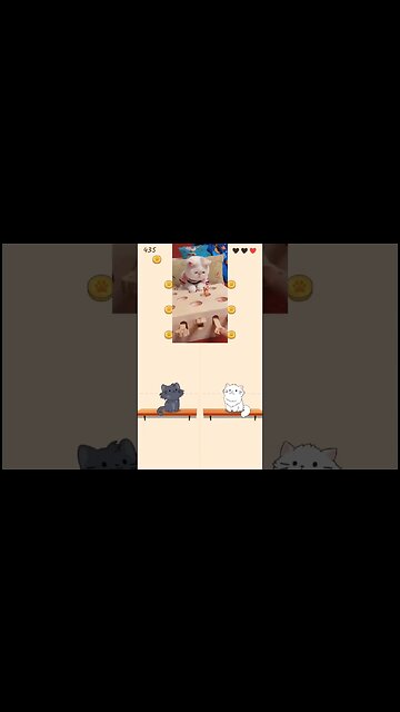 Cute cat Duet Cats Qooo #shorts #music #cat