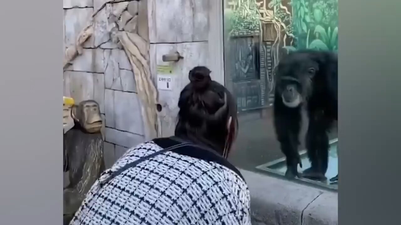 The funniest monkeys videos 🙈🤣🤣