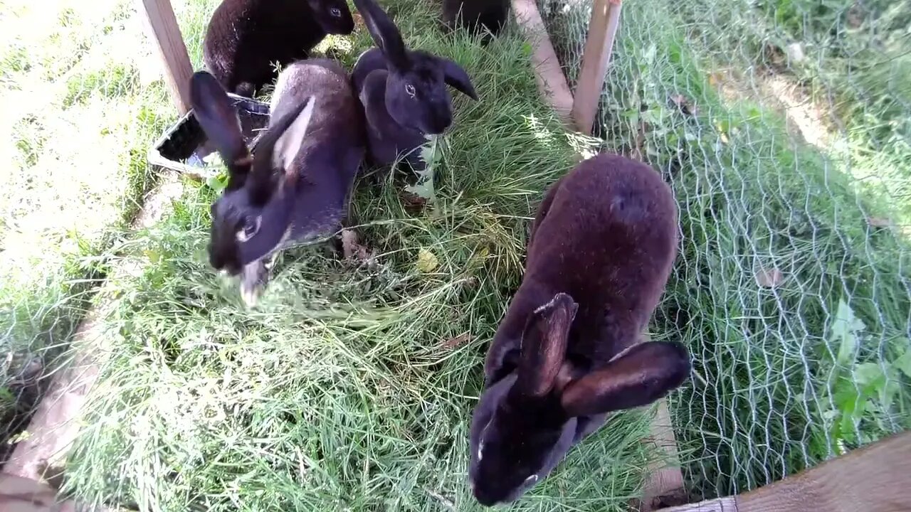 The Rabbit City - "Just pretend the fingers are your dick and they got blown off" - Royce Lopez-x