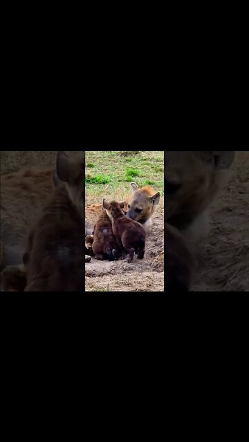 Hyena Cubs! #shorts | #ShortsAfrica