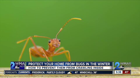 Protect your home: Be bug-free this winter