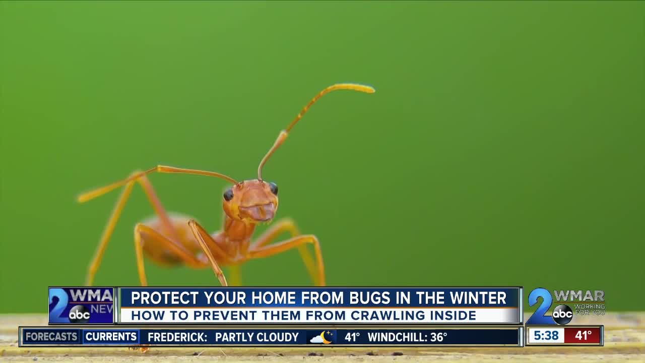 Protect your home: Be bug-free this winter