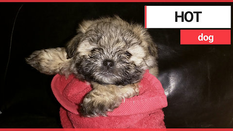 Dog breeder receives call from buyer asking if he could eat one of her puppies