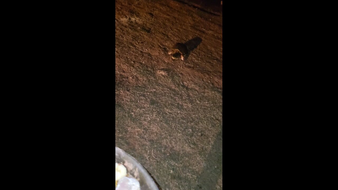 Ginger scores a chicken leg
