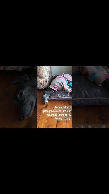Disabled greyhound tired from activities