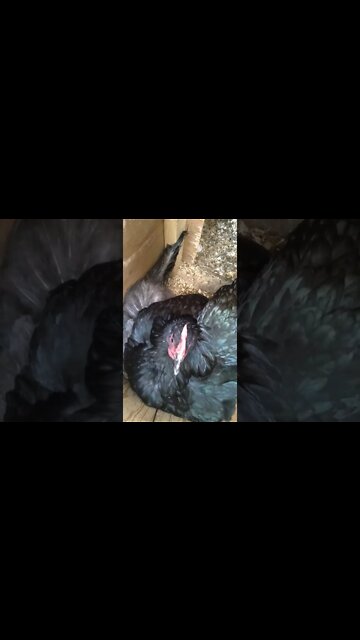 we need more nesting boxes