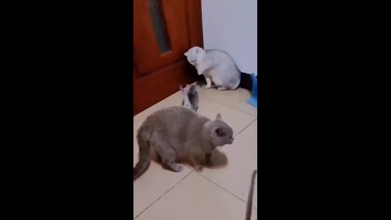 cat mom dad fight 😁😁