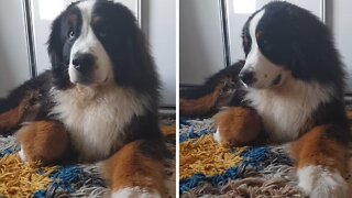 Bernese Mountain Dog Unimpressed By Annoying Puppy