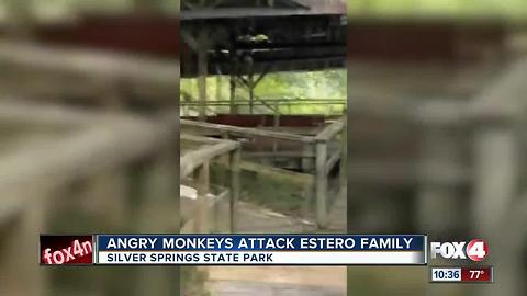 Angry Monkeys Attack Estero Family