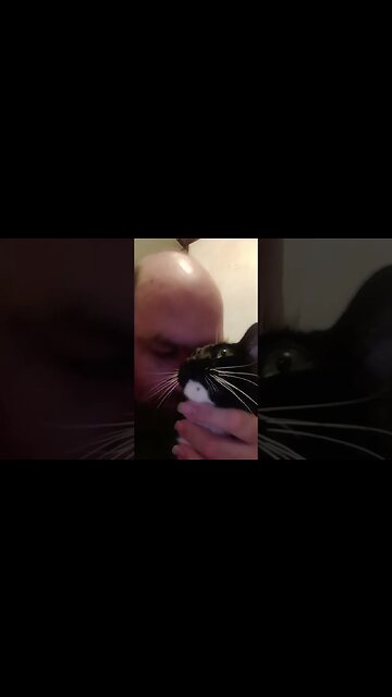 Petting Moonpie because he's kitty #shorts #shortsvideo #shortsfeed #youtubeshorts #catvideos #cat