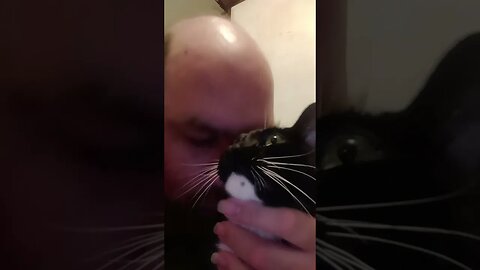 Petting Moonpie because he's kitty #shorts #shortsvideo #shortsfeed #youtubeshorts #catvideos #cat