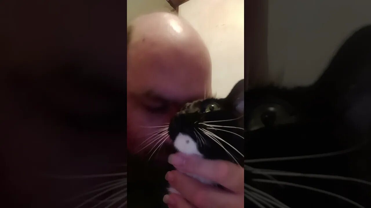 Petting Moonpie because he's kitty #shorts #shortsvideo #shortsfeed #youtubeshorts #catvideos #cat