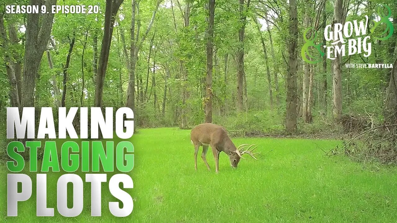 Create a Staging Plot to Intercept ‘Nocturnal’ Bucks During Daylight