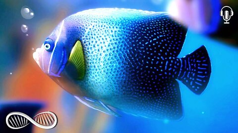 Why fish don't get cancer... 🔬 MIND-BLOWING Balneotherapy Science