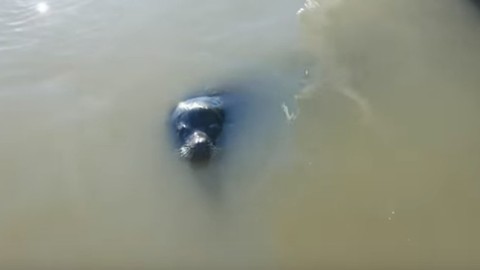 Her Parents Thought Feeding This Adorable Sea Lion Was Harmless Until the Unexpected Happened