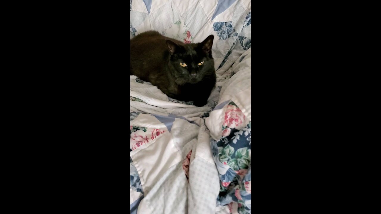 Morning Cat Gang