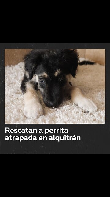 Voluntaria rescata a cachorro totalmente cubierto de alquitrán en Rusia