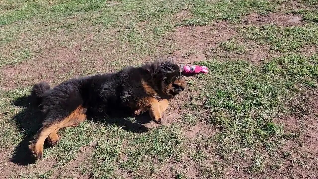 Ancient Guardians Farm Chinese Tibetan Mastiff Amadeus