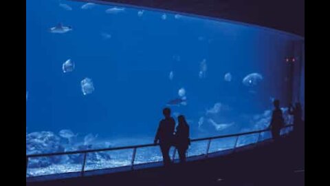 Il plonge dans un aquarium plein de poissons