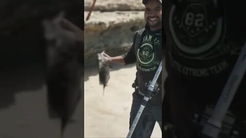 شرغو صحراوي من الحجم الكبير اللهم بارك 😍🐟🎣