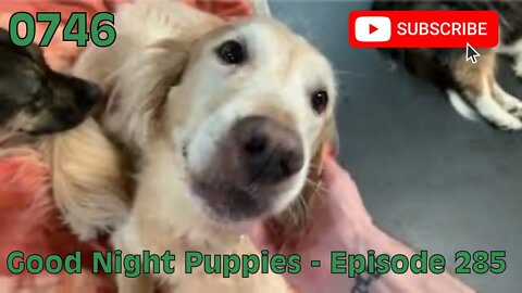 [0746] GOOD NIGHT PUPPIES - EPISODE 285 [#dogs #doggos #doggies #puppies #dogdaycare]