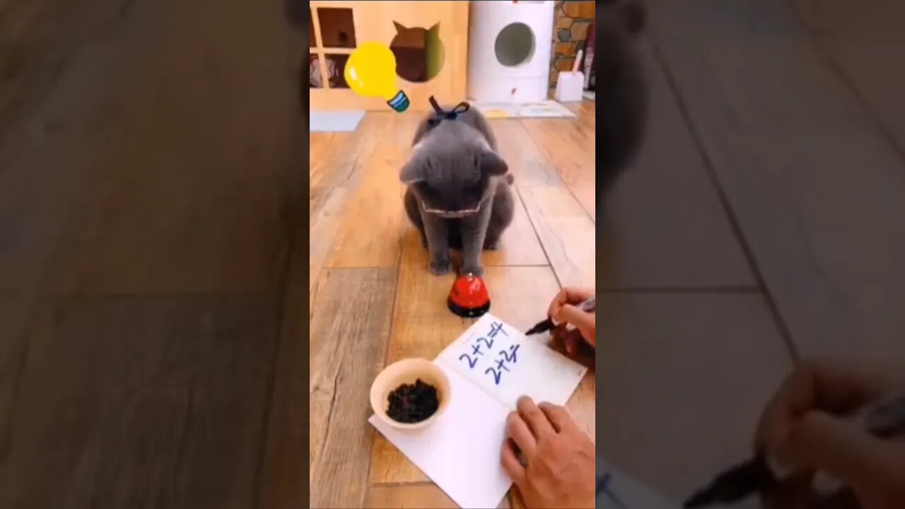 Good Kittie @ @everyone #everyone