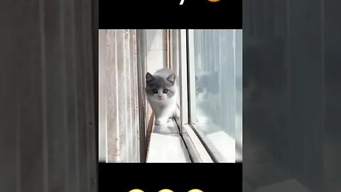 CAT VIDEO