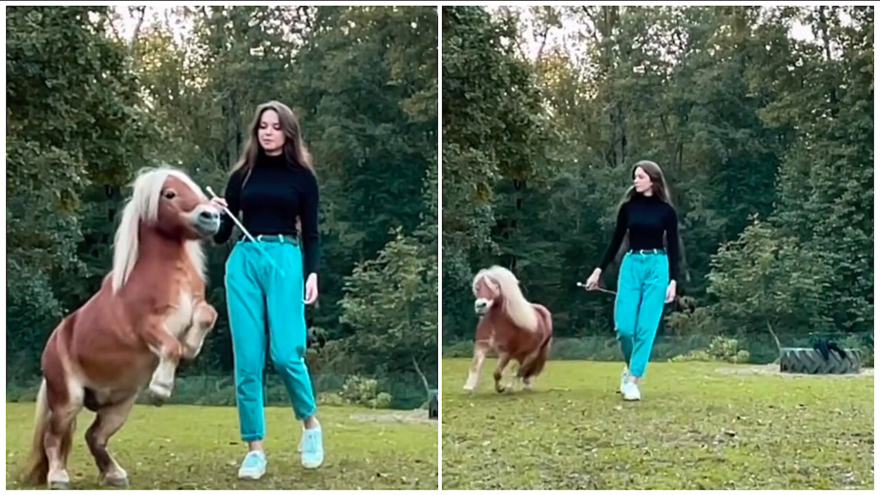 Small horse is parctes in danse competition