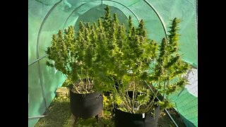 Supreme CBD Kush plants