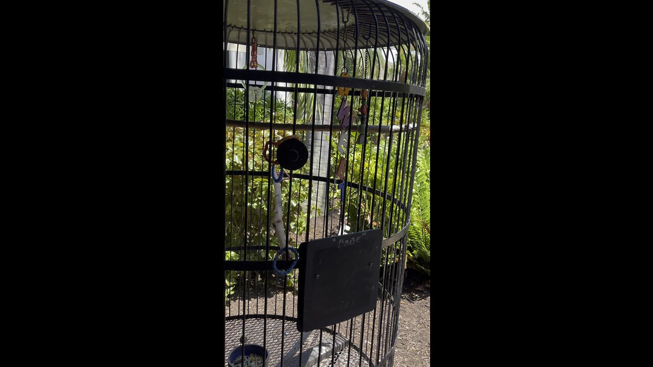 Meet Babe The Africa Grey Parrot 4K