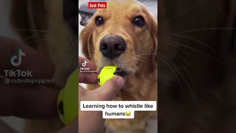 Dog learning to whistle 🐕 #shorts #funnyanimals