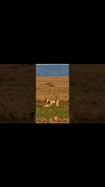 Lions Play In The Sun #shorts | #ShortsAfrica