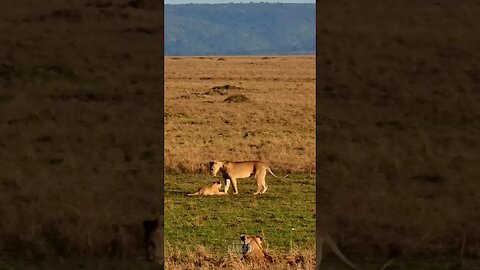 Lions Play In The Sun #shorts | #ShortsAfrica