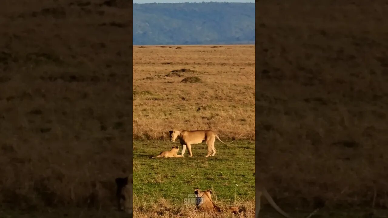 Lions Play In The Sun #shorts | #ShortsAfrica