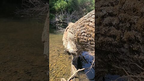 What's under this log? #fishing