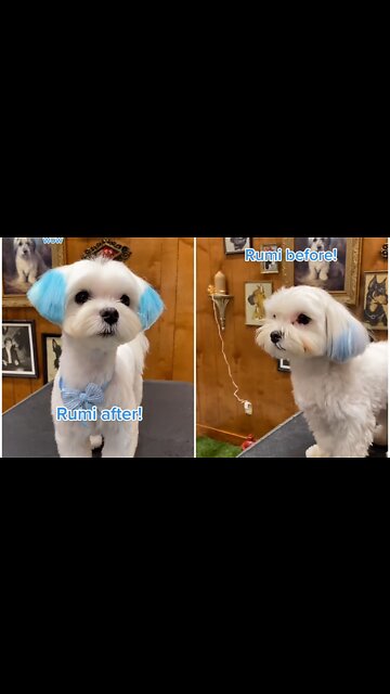 Cute cat prepared for bath