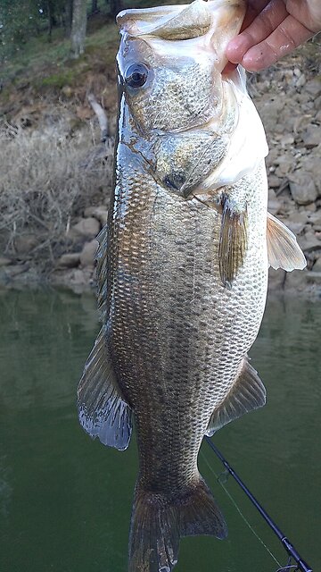 WINNER Winter Largemouth Bass