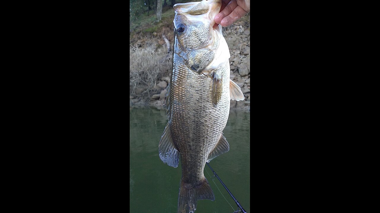 WINNER Winter Largemouth Bass