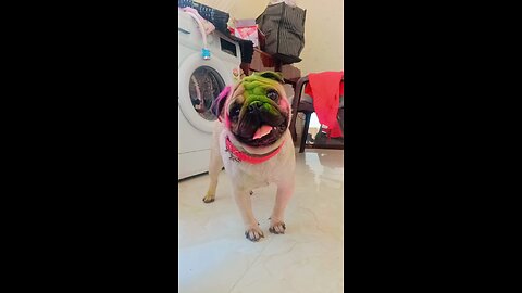 pug love.. ❤ #pugs #puglove #cutepug #dog #rumble #viral